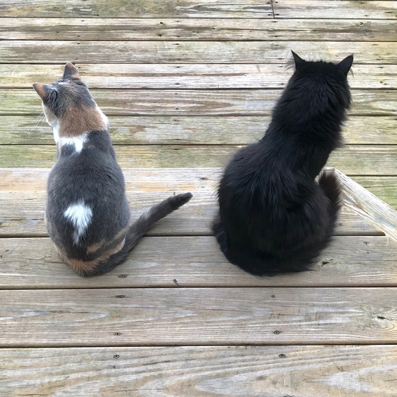 Meet your Posher, Donna - Picture 4 of 6